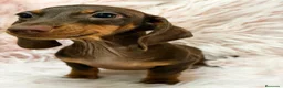 Teckel Miniatura perros en venta: Preciosas teckel  chocolate  - Anuncio 4