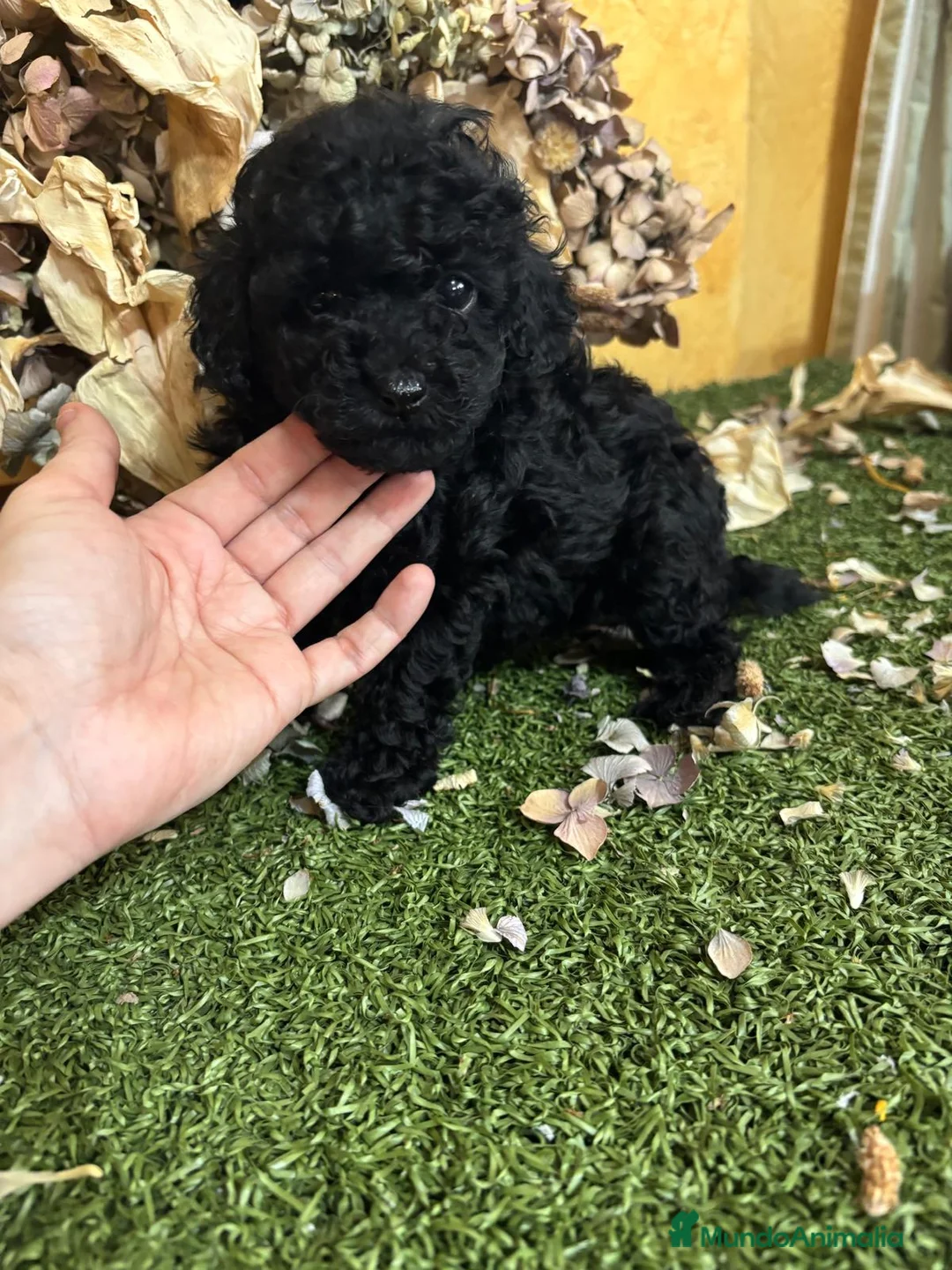 Caniche Toy perros en venta: Caniche Toy en color negro hembra!! - Anuncio 6