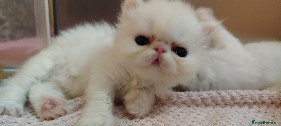Persa gatos en venta: Gatito Persa Macho Blanco - Imagen 1