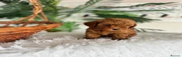 Caniche Toy perros en venta: CANICHE TOY  - Anuncio 9