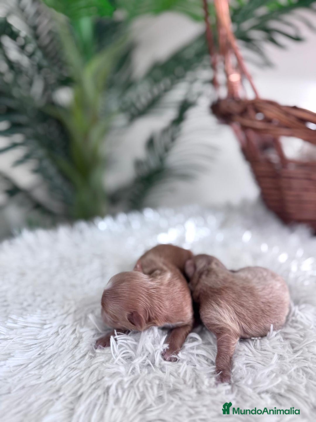 Maltipoo perros en venta: MALTIPOO MACHO - Imagen 8