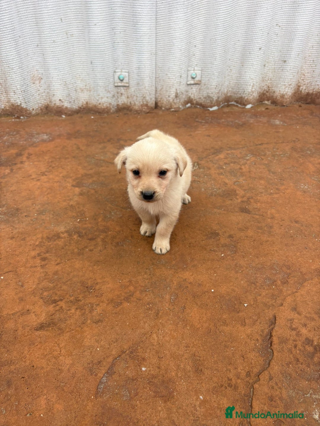 Labrador Retriever perros en venta: Labrador retriever  - Anuncio 9