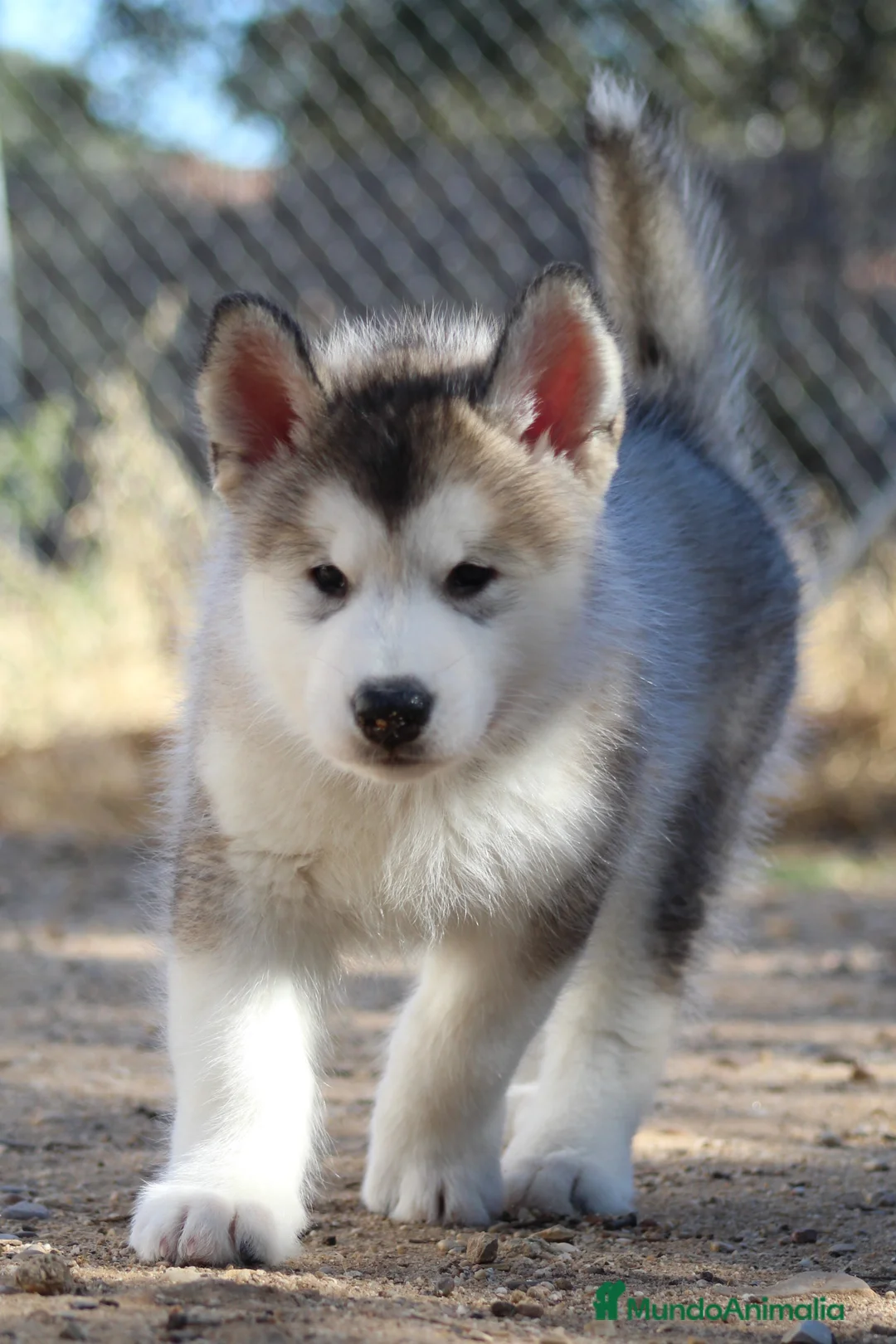 Imagen de galería {{count}}