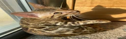 Bengalí gatos en venta: Hembra Bengalí Brown Spotted Tabby - Anuncio 15
