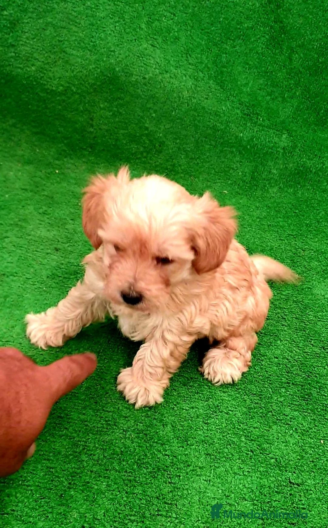 Maltipoo perros en venta: # Maltipoo # - Anuncio 2