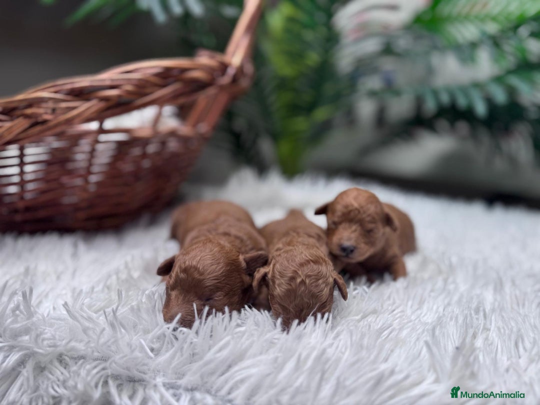 Caniche Toy perros en venta: CANICHE TOY MACHO - Anuncio 3