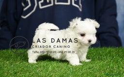 Bichón Maltés perros en venta: BICHÓN MALTÉS DISPONIBLES - Imagen 3