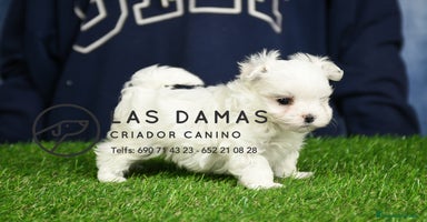 Bichón Maltés perros - Propaganda 9