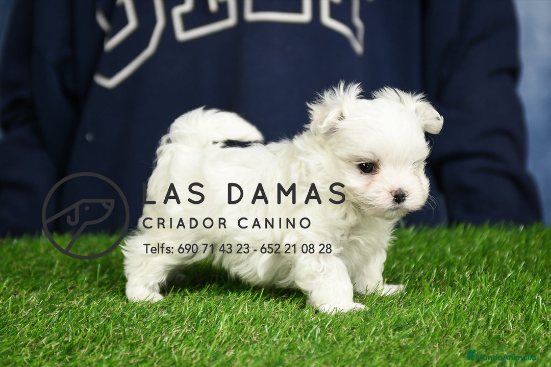 Bichón Maltés perros en venta: BICHÓN MALTÉS DISPONIBLES - Imagen 3