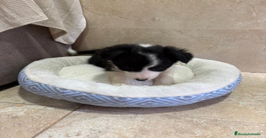 Border Collie perros Border collie  - Anuncio 1