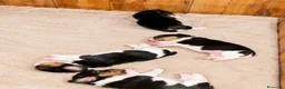 Beagle perros en venta: Cachorros Beagle disponibles para visitas 🏡🐶 - Anuncio 5