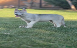 Husky Siberiano perros en venta: Camada de huskys siberianos - Imagen 3