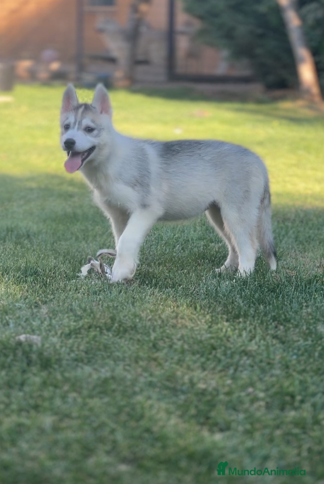 Husky Siberiano perros en venta: Camada de huskys siberianos - Imagen 3