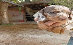 Teckel perros en venta: Teckel mini - Imagen 1
