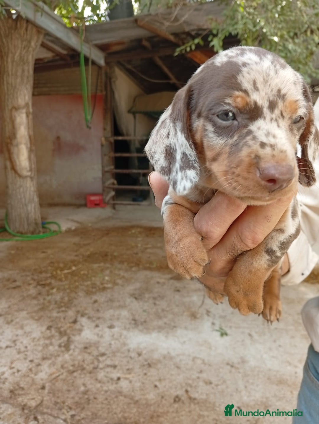 Teckel perros en venta: Teckel mini - Imagen 1