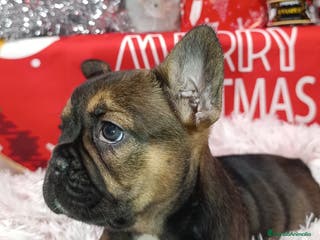 Bulldog Francés perros Bulldog francés - Anuncio 6