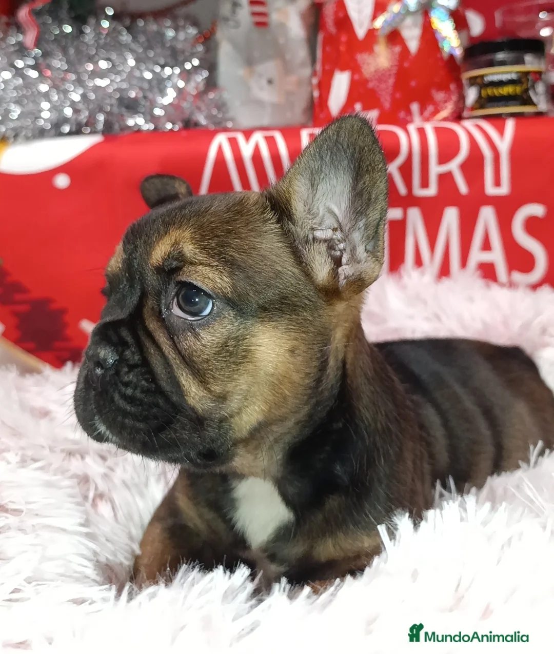 Bulldog Francés perros en venta: Bulldog francés  - Anuncio 1