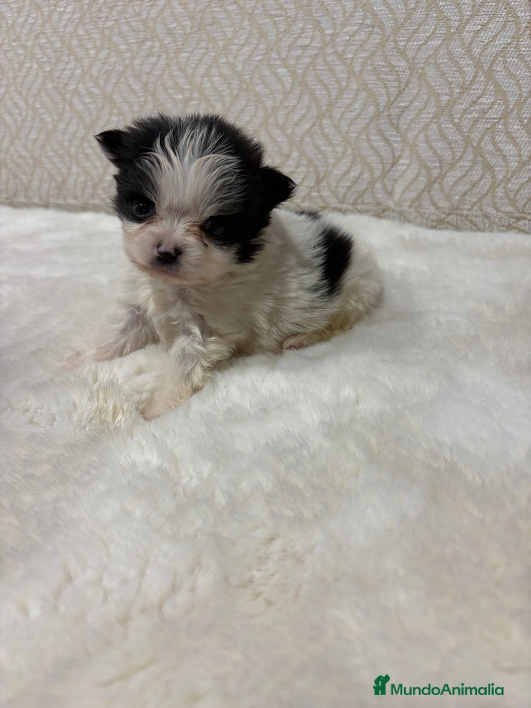 Pomerania perros en venta: Lulu Pomerania macho mini Toy color party - Anuncio 5