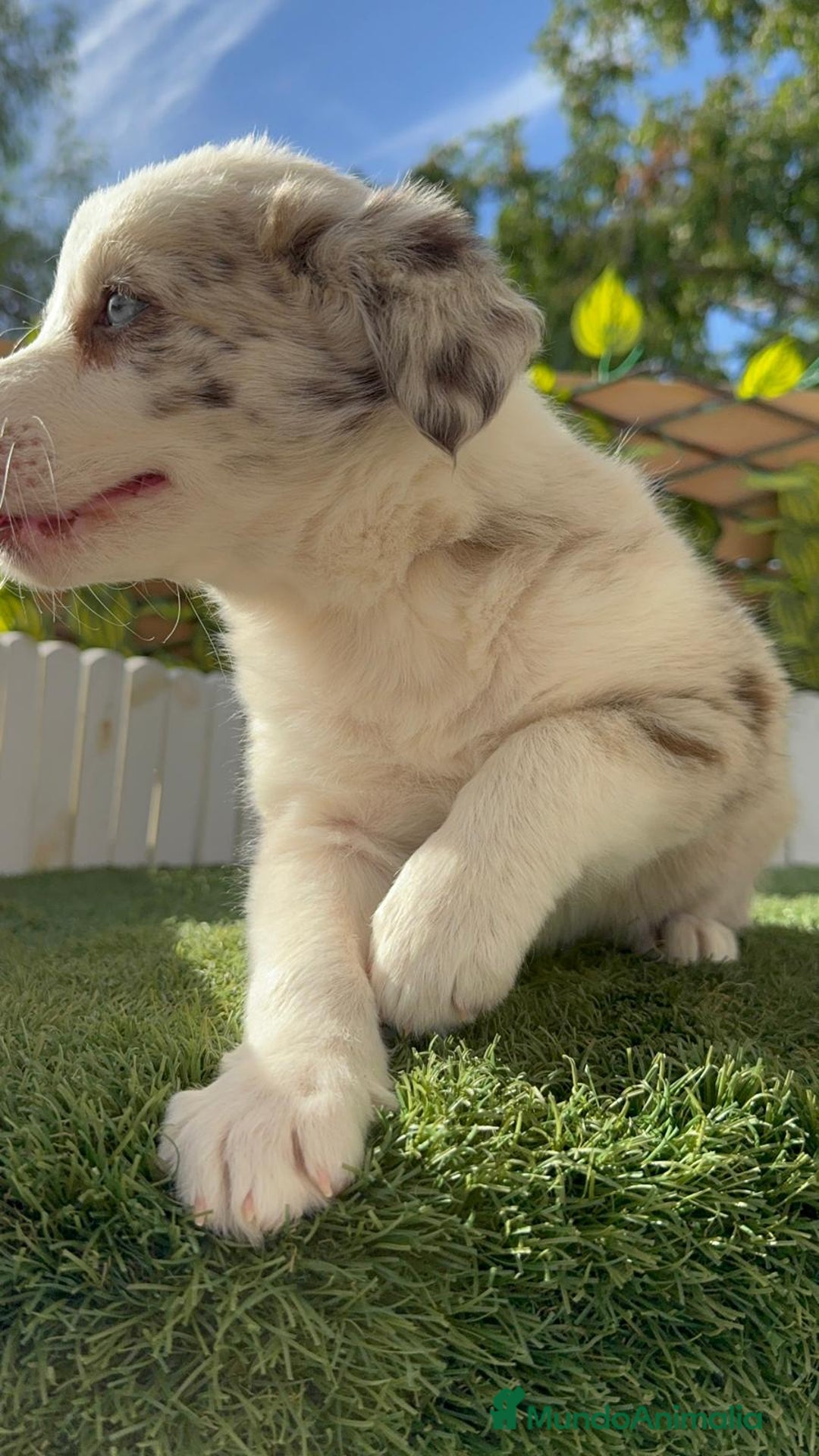 Border Collie perros en venta: BORDER COLLIE HEMBRA RED MERLE - Imagen 3