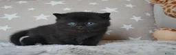 Británico de Pelo Corto gatos en venta: Gatitos British Shorthair negros con pedigree  - Anuncio 4