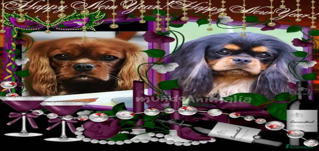 Imagen de galería {{count}}