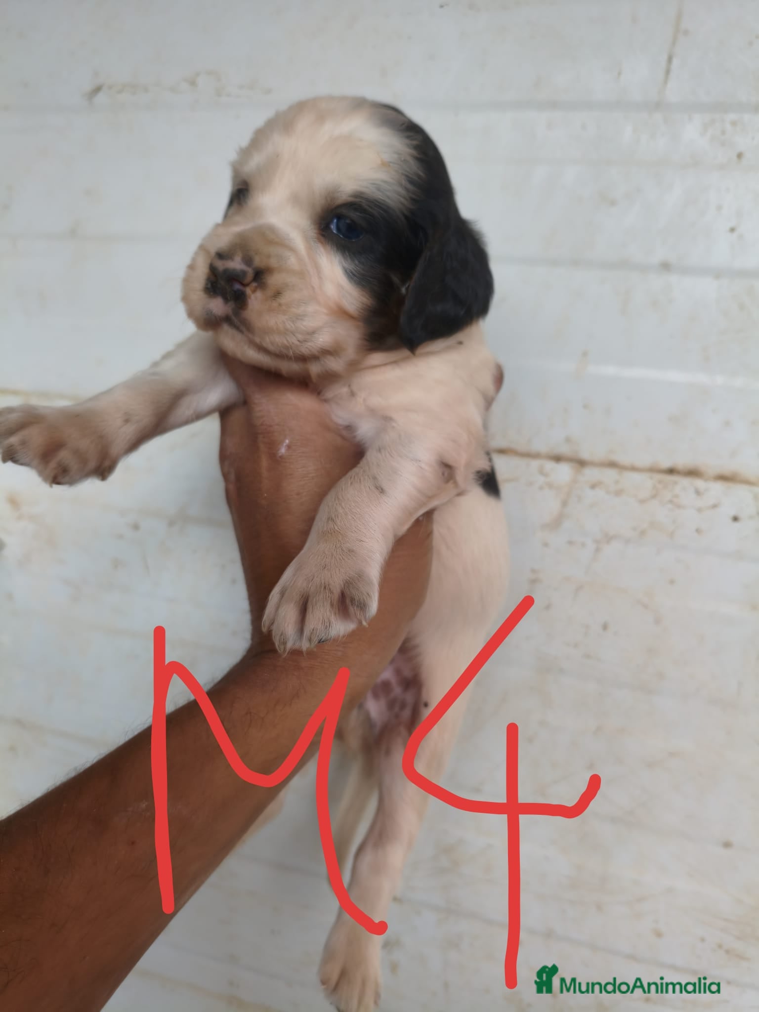 Setter Inglés perros en venta: Setter ingles  - Anuncio 4