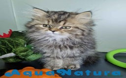 Persa gatos en venta: Persa Hembra Virgi 7727 AQUANATURA - Imagen 7