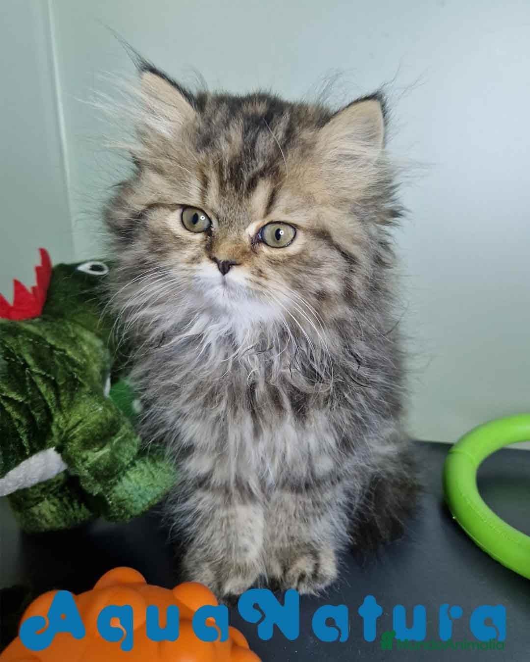 Persa gatos en venta: Persa Hembra Virgi 7727 AQUANATURA - Imagen 7