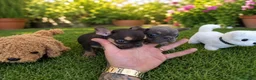 Bulldog Francés perros en venta: PRECIOSAS BULLDOG EXÓTICAS  - Anuncio 1