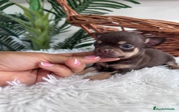Chihuahua perros en venta: CHIHUAHUA MACHO CHOCOLATE  - Imagen 12