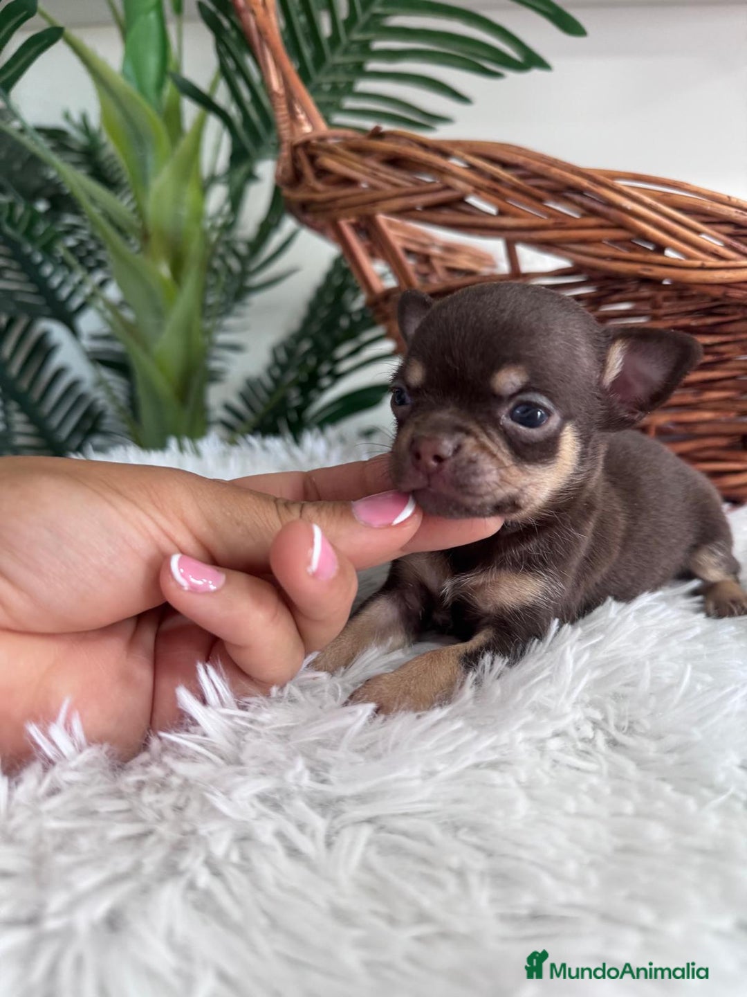 Chihuahua perros en venta: CHIHUAHUA MACHO CHOCOLATE  - Imagen 12