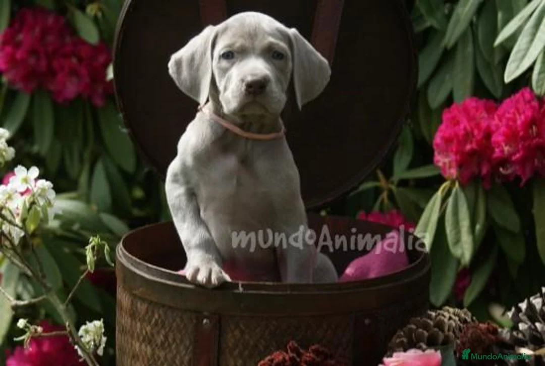 Imagen de galería {{count}}