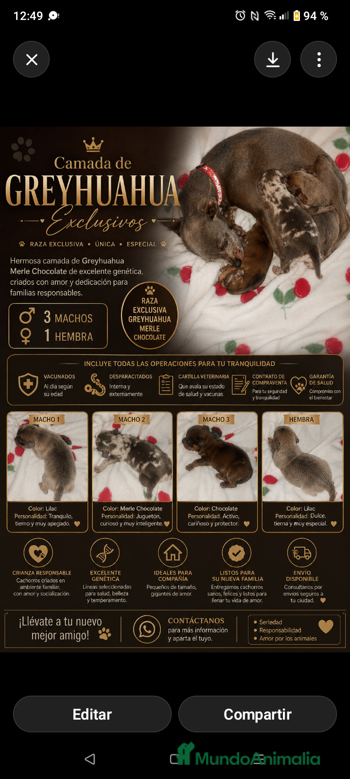 Raza Mixta perros Camada de Greyhuahua  - Anuncio 1