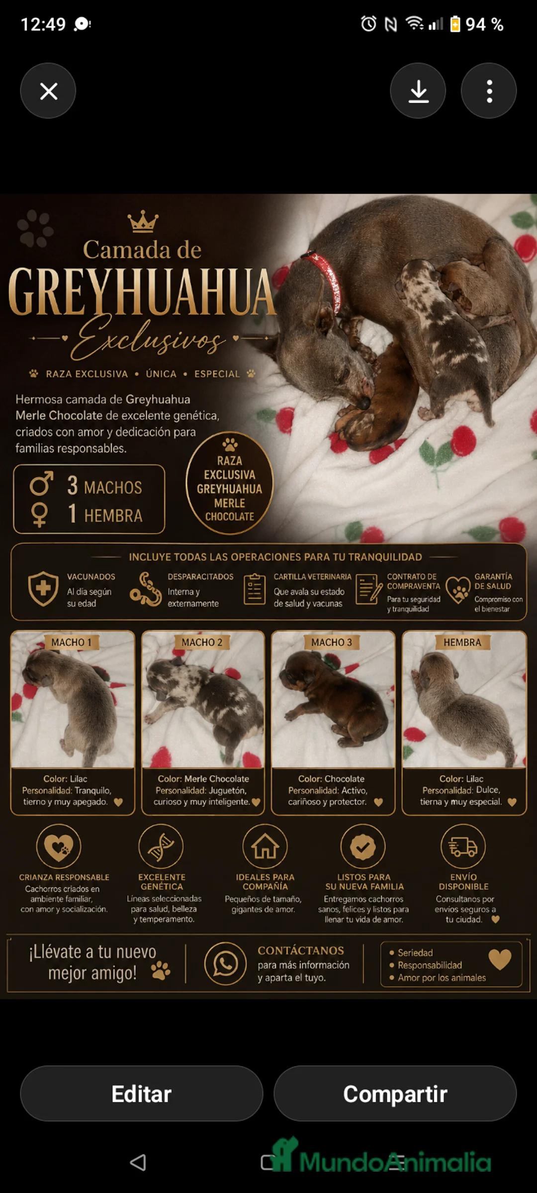 Raza Mixta perros en venta: Camada de Greyhuahua  - Anuncio 1
