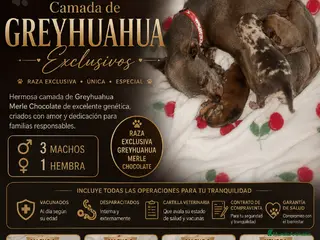 Raza Mixta perros Camada de Greyhuahua - Anuncio 3