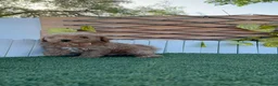 Caniche Toy perros en venta: CANICHE TOY - Anuncio 3