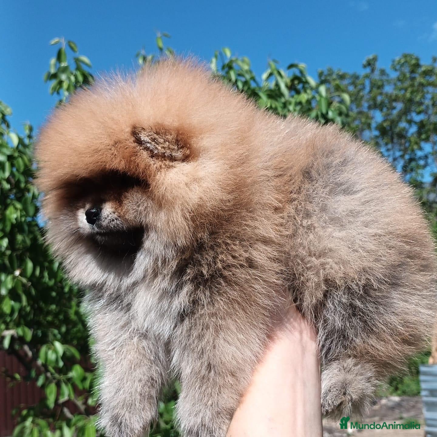 Pomerania perros POMERANIA TOY  - Anuncio 2
