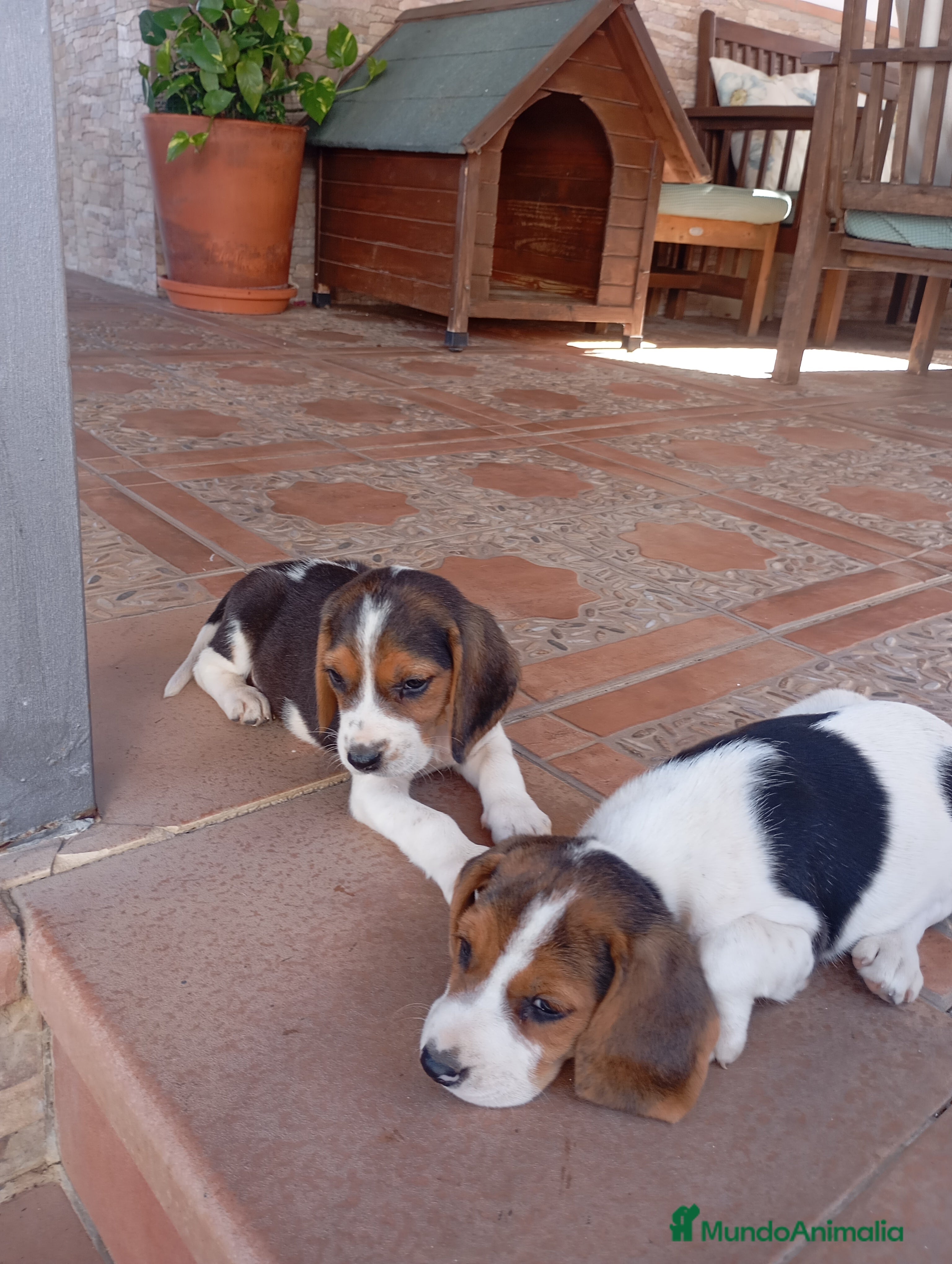 Beagle perros Beagles con descuento - Anuncio 2