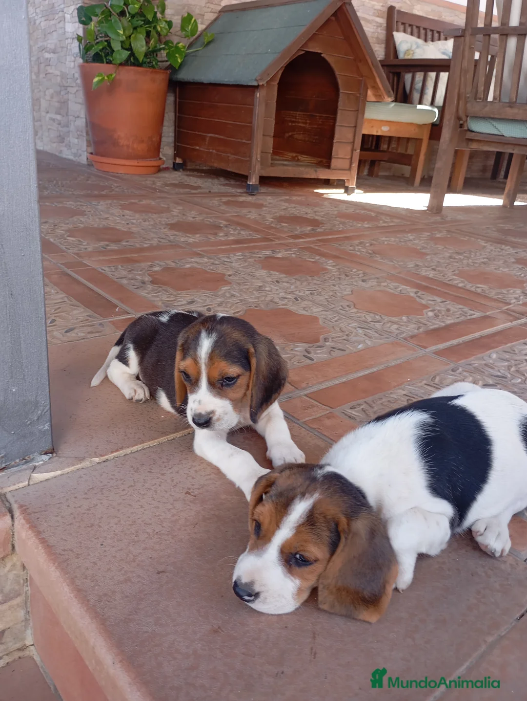 Beagle perros en venta: Beagles con descuento - Anuncio 1