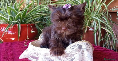 Yorkshire Terrier perros - Anuncio 2