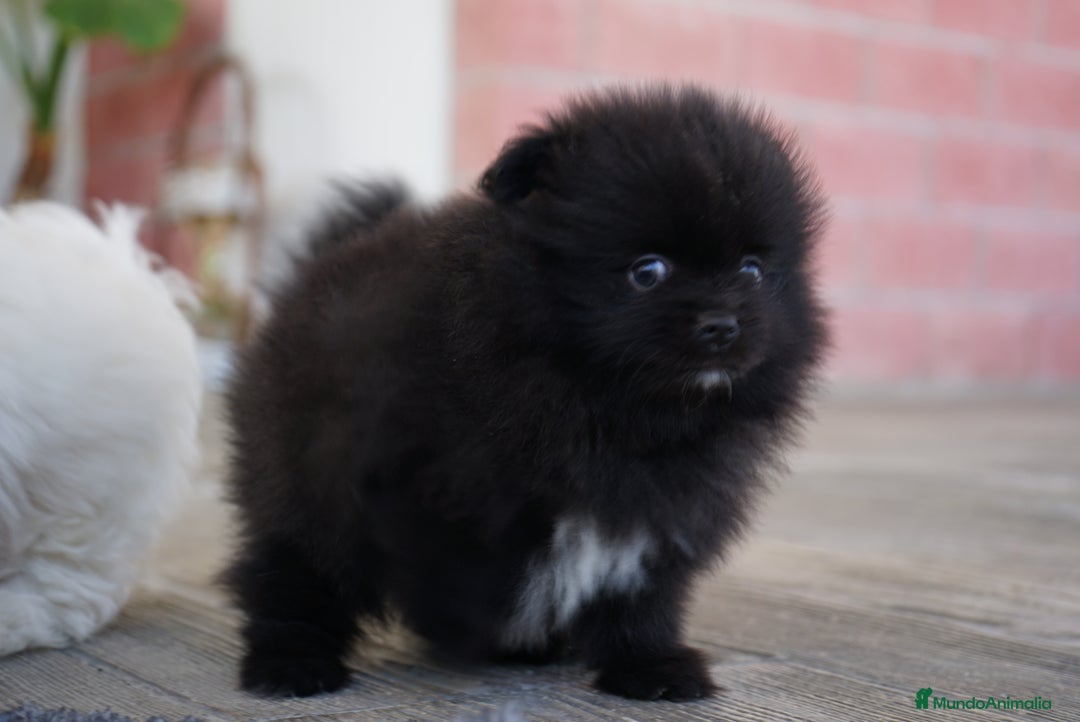 Pomerania perros en venta: 🐾 Sparky, Roscón, Prodigy, Monkey y Frosty 🐾 - Imagen 2