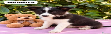 Border Collie 5