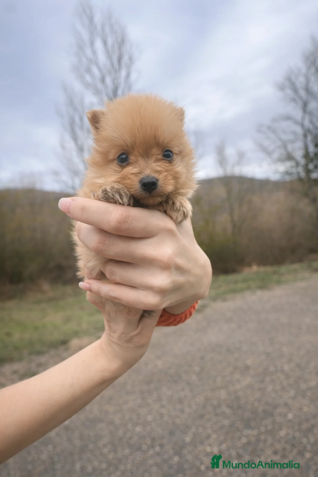 Pomerania perros en venta: Pomerania  - Anuncio 3