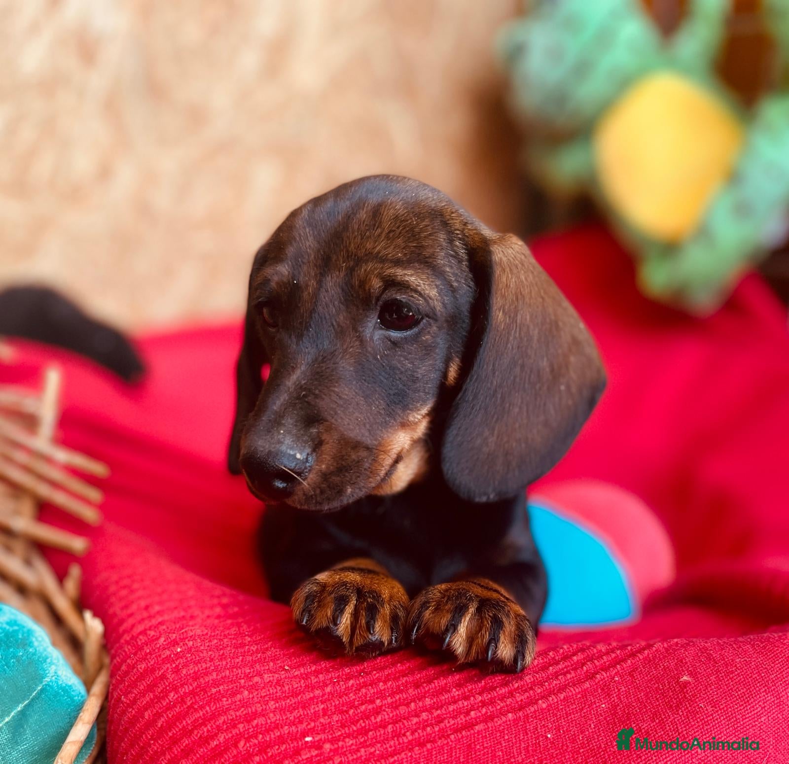 Teckel Miniatura perros Teckel Miniatura - Anuncio 1
