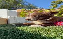 Border Terrier perros en venta: BORDER COLLIE - Anuncio 7