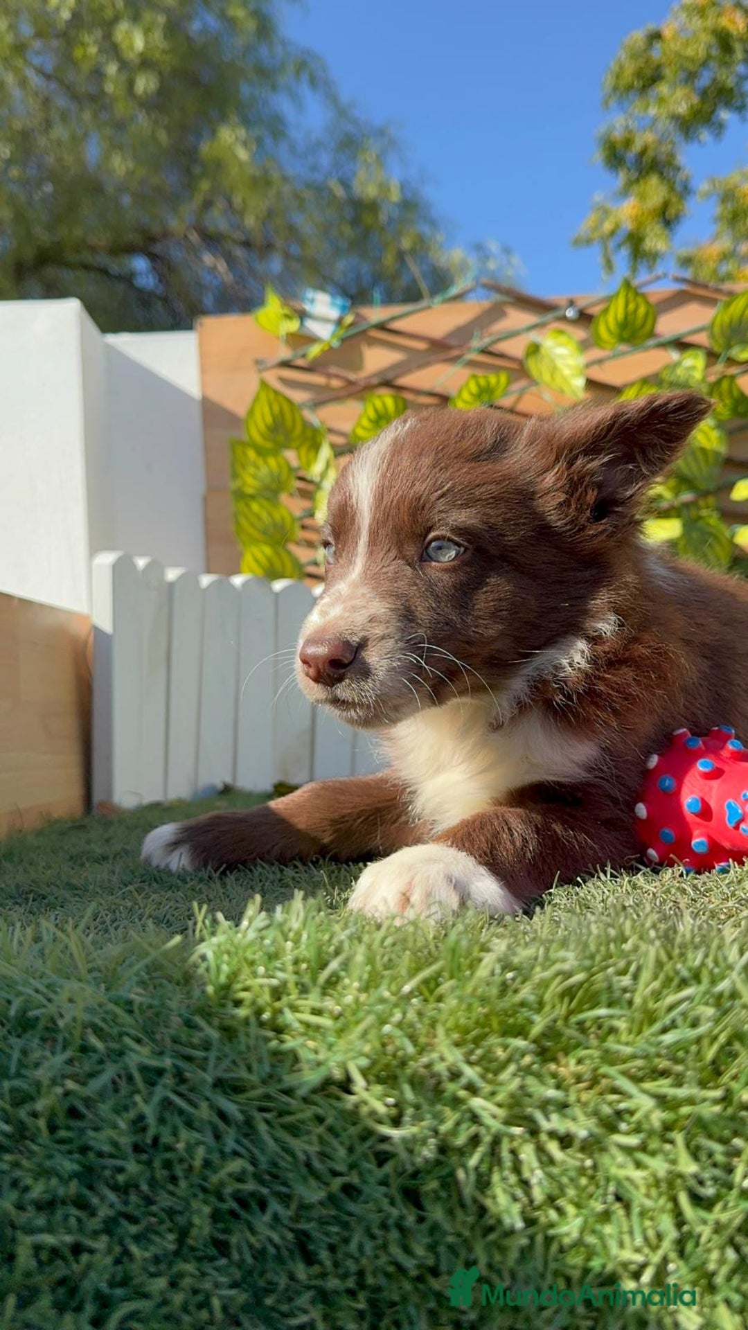 Border Terrier perros en venta: BORDER COLLIE - Anuncio 7