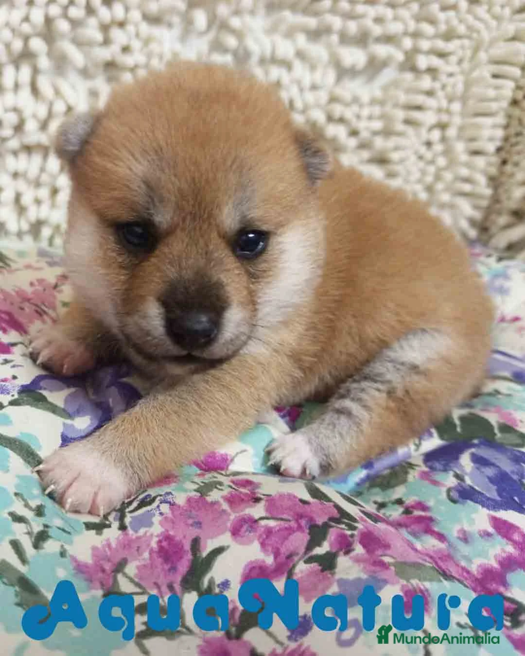 Shiba Inu perros en venta: Shiba Inu Macho de Maya y Silvio 1830- AQUANATURA en Barcelona - Anuncio 7