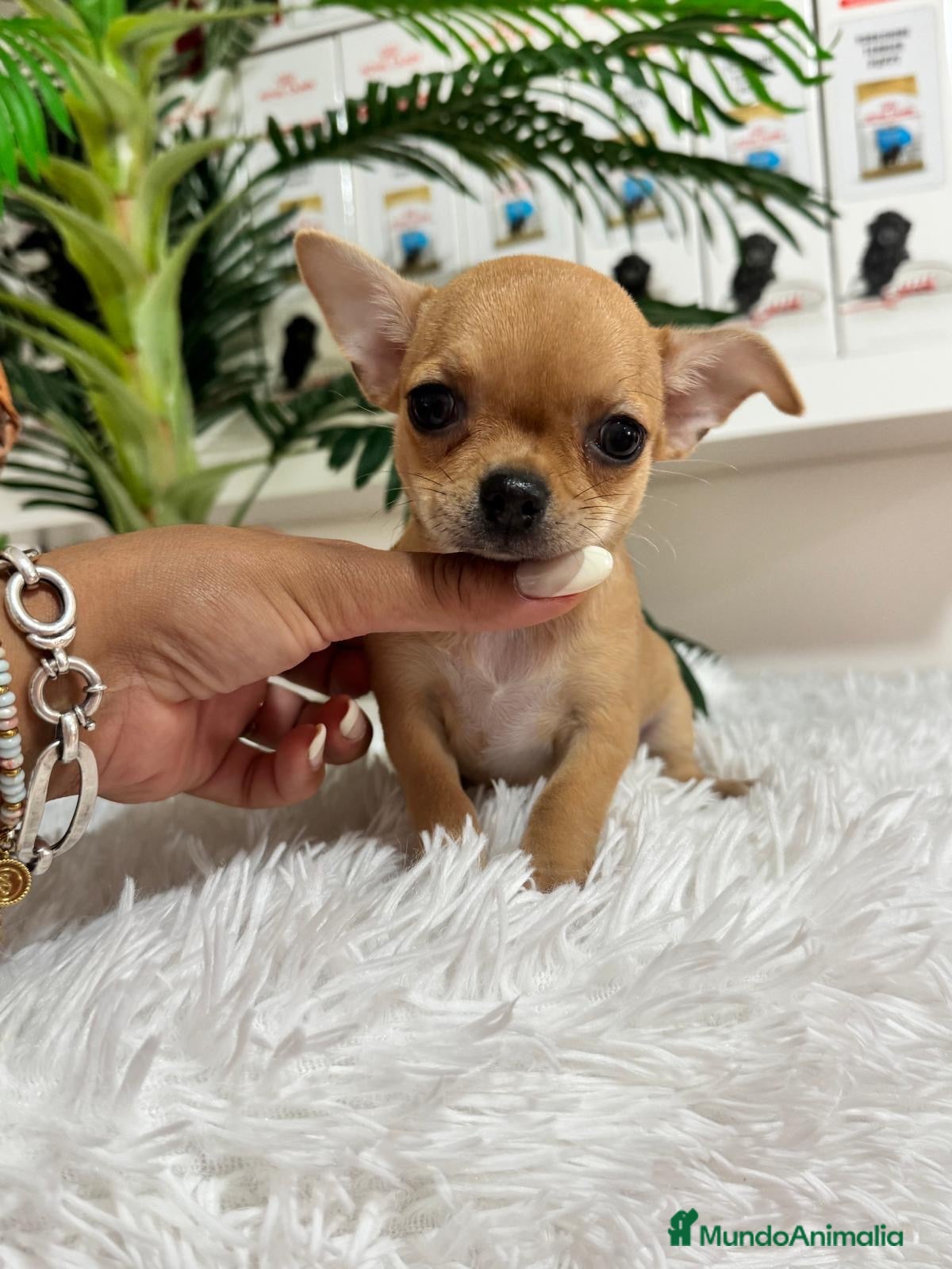 Chihuahua perros CHIHUAHUA HEMBRA COLOR CANELA - Anuncio 1