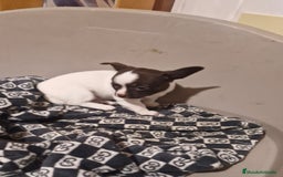 Chihuahua perros en venta: Chihuahua hembras toy - Anuncio 3