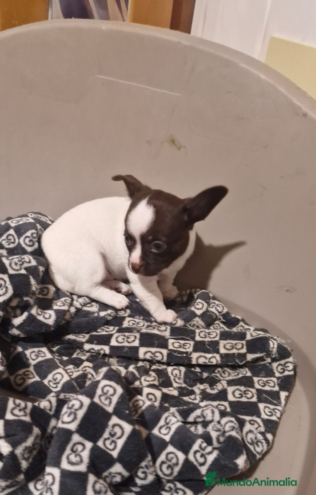 Chihuahua perros en venta: Chihuahua hembras toy - Anuncio 3